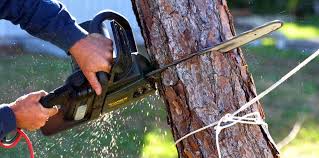 Best Tree Disease Treatment  in Bryan, TX