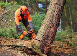 Best Emergency Tree Removal  in Bryan, TX