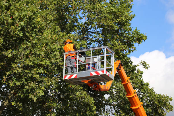 Best Storm Damage Tree Cleanup  in Bryan, TX