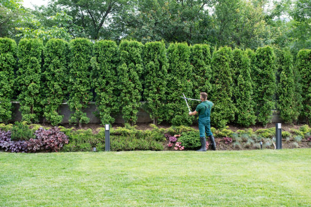 Best Tree and Shrub Care  in Bryan, TX