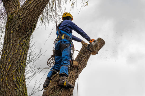 Best Tree Cabling and Bracing  in Bryan, TX