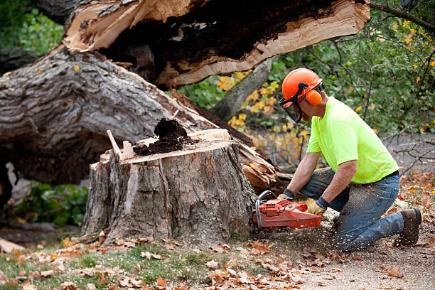 Best Leaf Removal  in Bryan, TX