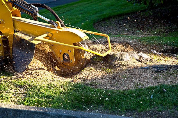 Best Tree Maintenance Programs  in Bryan, TX