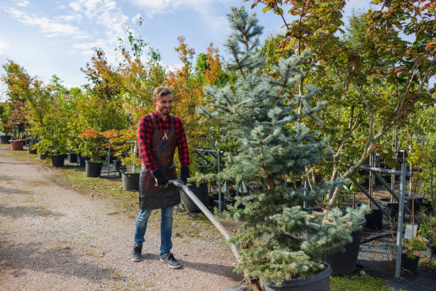 Why Choose Our Tree Removal Services in Bryan, TX?