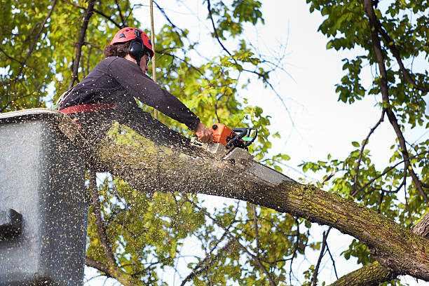 Leaf Removal in Bryan, TX