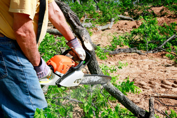 Best Tree Preservation Services  in Bryan, TX